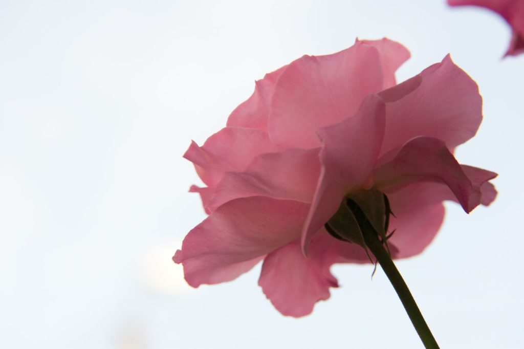 Single flower for a simple funeral